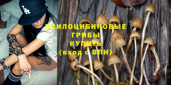 стаф Корсаков